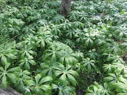 Attēlu rezultāti vaicājumam “Berberidaceae”