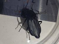 Attēlu rezultāti vaicājumam “Necrodes littoralis”