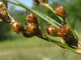 Attēlu rezultāti vaicājumam “Juncus compressus”