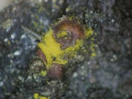 Attēlu rezultāti vaicājumam “Perichaena corticalis macro”