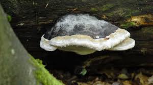 Attēlu rezultāti vaicājumam “Phellinus alni”