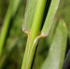 Attēlu rezultāti vaicājumam “Phleum pratense”