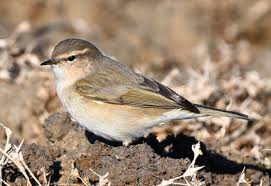Attēlu rezultāti vaicājumam “Phylloscopus collybita”
