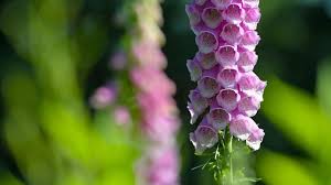 Image result for Fingerhut rot