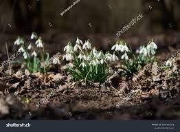 Attēlu rezultāti vaicājumam “Galanthus nivalis leaf”