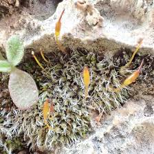 Attēlu rezultāti vaicājumam “Didymodon tophaceus”