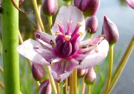 Attēlu rezultāti vaicājumam “Butomus umbellatus bud”