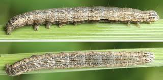 Attēlu rezultāti vaicājumam “Lygephila viciae”