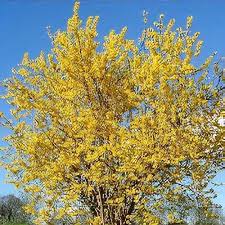 Attēlu rezultāti vaicājumam “Forsythia intermedia”