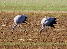 Attēlu rezultāti vaicājumam “Grus grus adult”