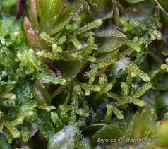 Attēlu rezultāti vaicājumam “Kurzia pauciflora”