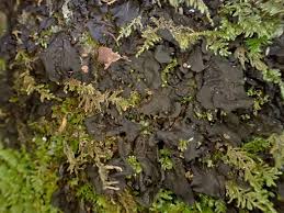 Attēlu rezultāti vaicājumam “Collema flaccidum”