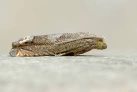 Attēlu rezultāti vaicājumam “Epiblema grandaevana”