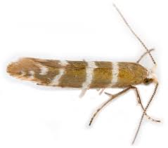 Attēlu rezultāti vaicājumam “Argyresthiidae”