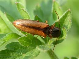 Attēlu rezultāti vaicājumam “Dalopius marginatus”