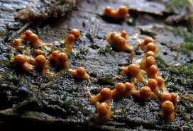 Attēlu rezultāti vaicājumam “Diderma tigrinum”