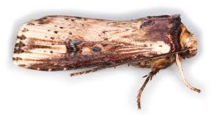 Attēlu rezultāti vaicājumam “Axylia putris”