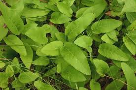 Attēlu rezultāti vaicājumam “Campanula glomerata bud”