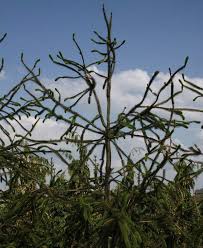 Attēlu rezultāti vaicājumam “Picea abies fo. virgata”