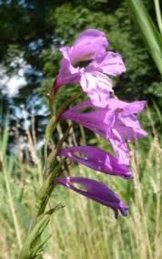 Attēlu rezultāti vaicājumam “Gladiolus imbricatus flower”
