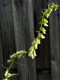Image result for Digitalis lutea