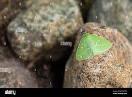 Attēlu rezultāti vaicājumam “Thetidia smaragdaria”