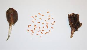 Attēlu rezultāti vaicājumam “Rabdophaga salicis”