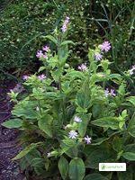 Attēlu rezultāti vaicājumam “Silene tatarica leaf”