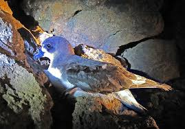 Image result for Pterodroma feae