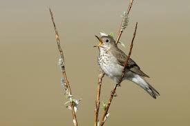 Image result for Catharus minimus