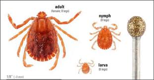 Attēlu rezultāti vaicājumam “Trichia longipalpis macro”