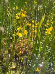 Attēlu rezultāti vaicājumam “Utricularia intermedia flower”