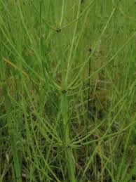 Attēlu rezultāti vaicājumam “Equisetum palustre”