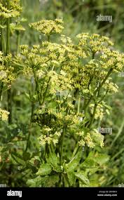 Attēlu rezultāti vaicājumam “Umbelliferae”