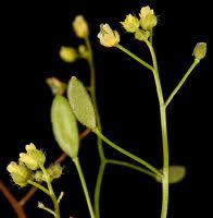 Attēlu rezultāti vaicājumam “Draba nemorosa fruit”