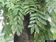 Attēlu rezultāti vaicājumam “Gymnosporangium cornutum”