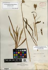 Image result for Agoseris major