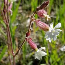 Attēlu rezultāti vaicājumam “Silene latifolia subsp. alba”