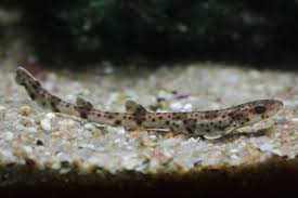 Image result for Scyliorhinus canicula