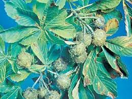 Attēlu rezultāti vaicājumam “Aesculus hippocastanum”