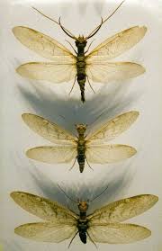 Attēlu rezultāti vaicājumam “Megaloptera”