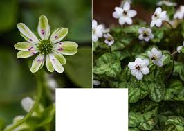 Attēlu rezultāti vaicājumam “Hepatica nobilis bud”