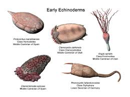 Attēlu rezultāti vaicājumam “Clastodermataceae”