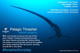 Image result for Alopias pelagicus