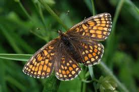 Attēlu rezultāti vaicājumam “Mellicta athalia”