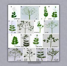 Attēlu rezultāti vaicājumam “Pisum sativum leaf”