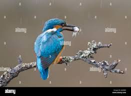 Attēlu rezultāti vaicājumam “Alcedo atthis adult”