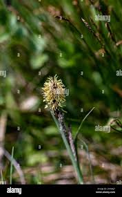 Attēlu rezultāti vaicājumam “Carex caryophyllea flower”