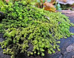 Attēlu rezultāti vaicājumam “Ptilidium pulcherrimum sporophyte”