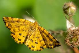 Attēlu rezultāti vaicājumam “Pseudopanthera macularia”